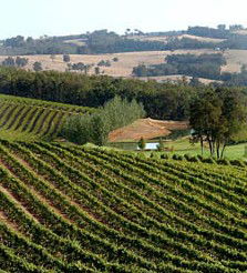 Brookhampton Estate Vineyard - Restaurant Canberra 1