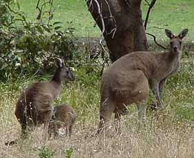 Capel Golf Club - Restaurant Canberra 2