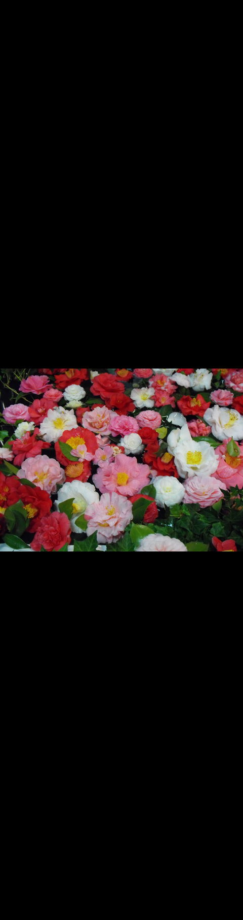 Camellia's Australia National Camellia Show - Restaurant Canberra 0