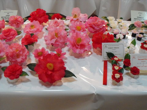 Camellia's Australia National Camellia Show - Restaurant Canberra 1