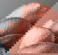 Mushroom Growing Masterclass - Restaurant Canberra