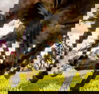 Night Markets and Race Day - Restaurant Canberra