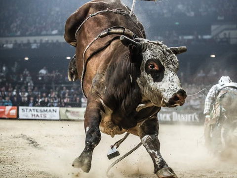 PBR Hawkesbury Stampede - Restaurant Canberra 1