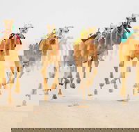 The Quirindi Camel Cup - Restaurant Canberra