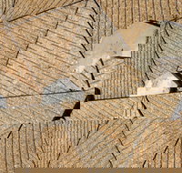 WA Now  Tom Mller Monolith Scores - Virtual Exhibition - Restaurant Canberra