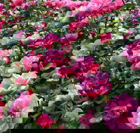 2020 Woolmers Estate Festival of Roses - Restaurant Canberra