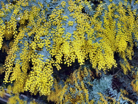 Australian Wattle Day @ The Old Bus Depot Markets - Restaurant Canberra 0