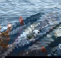 Eden Whale Festival - Restaurant Canberra