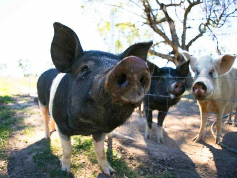 Mudgee Farm Walks - Restaurant Canberra 0