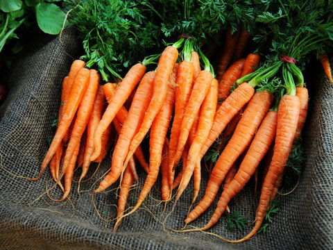 Mudgee Farm Walks - Restaurant Canberra 2