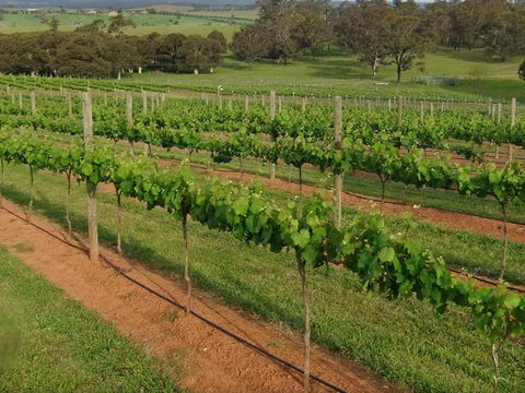 Razorback Ridge Wines Open Weekends - Restaurant Canberra 0