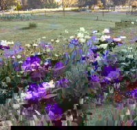 Riverina Iris Farm Open Garden and Iris Display - Restaurant Canberra