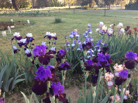 Riverina Iris Farm Open Garden And Iris Display - Restaurant Canberra 0