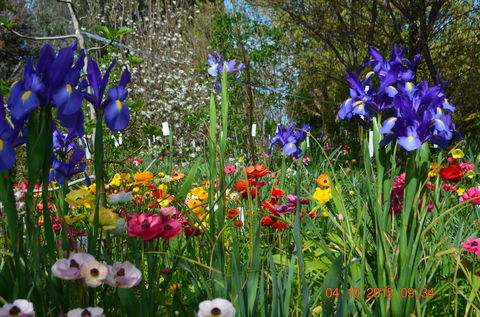 Riverina Iris Farm Open Garden And Iris Display - Restaurant Canberra 1