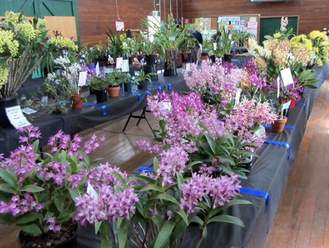 Sapphire Coast Orchid Club Spring Orchid Show - Restaurant Canberra 1
