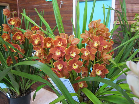 Sapphire Coast Orchid Club Spring Orchid Show - Restaurant Canberra 2