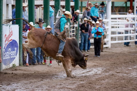 Warwick Rodeo National APRA National Finals And Warwick Gold Cup Campdraft - Restaurant Canberra 1