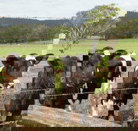 Bandon Grove Farm Tours - Restaurant Canberra