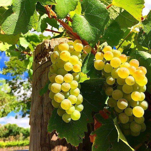 GetawaysSA Bringing Barossa To Your Door - Restaurant Canberra 0