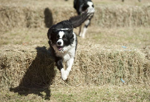 Great Nundle Dog Race - Restaurant Canberra 0