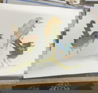 Ink  Watercolour Wash Illustration Workshop - Restaurant Canberra