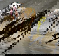 Twilight Greyhound Racing - Restaurant Canberra