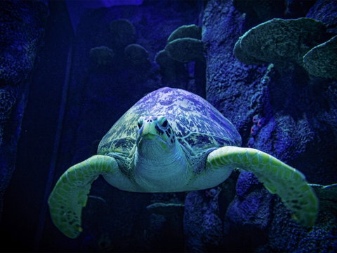 Sydney's Aquarium - Restaurant Canberra 0