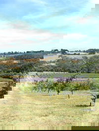 Main Ridge Harvest