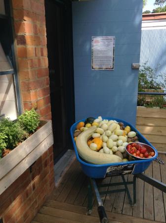 Jacican - Restaurant Canberra 0