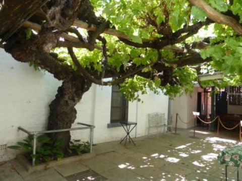 The Vine - Restaurant Canberra 0