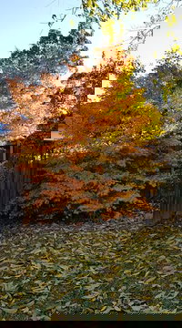 Stella Kitchen Chinese Take Away