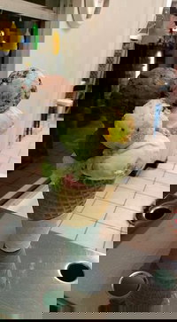 The Natural Waffle Ice Cream Parlour