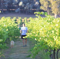 Tallagandra Hill Winery