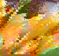 Spice Village - Restaurant Canberra