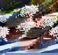 Beaumaris Takeaway and Beaumaris Restaurant Canberra Restaurant Canberra