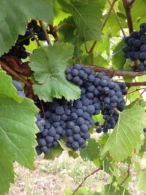 Marcus Hill Vineyard - Restaurant Canberra 0