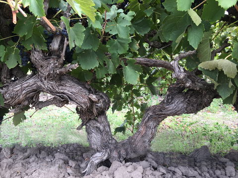 Nick Haselgrove Wines - Restaurant Canberra 0