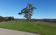 Nepenthe Wines - thumb 0