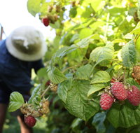 Springwood Farm Berries - Restaurant Canberra