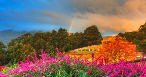 Hartzview Vineyard Heritage Pickers Hut Village - Restaurant Canberra 2