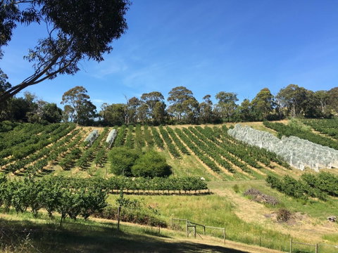 Cherrytime Orchard - Restaurant Canberra 0