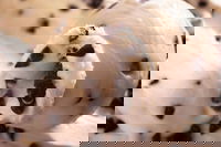 Royal Copenhagen Ice Cream - Glebe