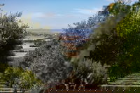 Wollundry Grove Olives