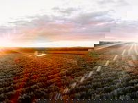 Rich Glen Olive Farm