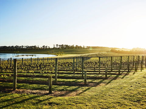 Wine Terrace And Cellar Door At Pt Leo Estate - Restaurant Canberra 0
