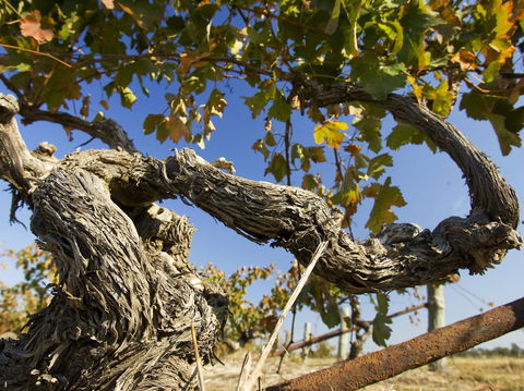 Jones Winery & Vineyard - Restaurant Canberra 2