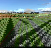 Hawkes Farm - Restaurant Canberra