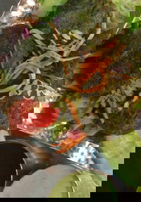 Faber Vineyard and Winery