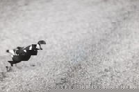 Magpies Nest Restaurant