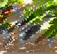 Waybourne Winery - Restaurant Canberra